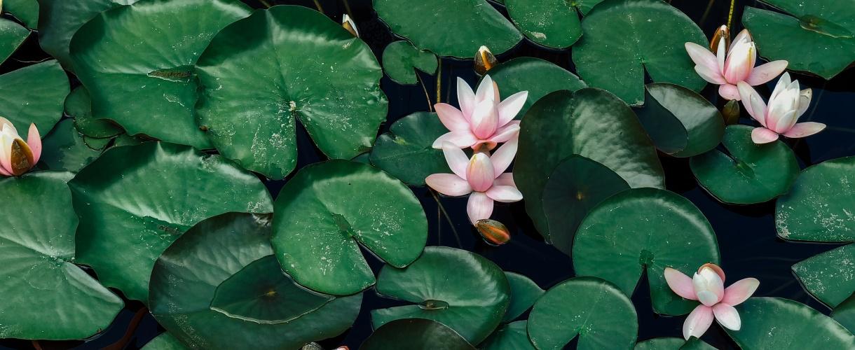 Biomimétisme quand la nature inspire les Saint-Gobain