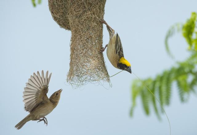 Biomimicry photography